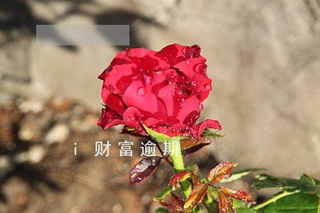 i财富逾期