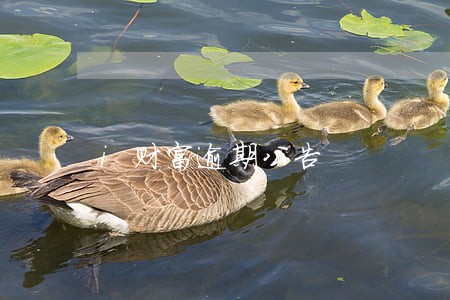 i财富逾期公告