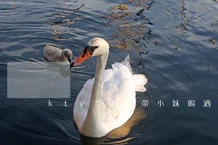 ktv当妈咪带小妹喝酒违法吗