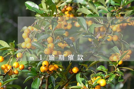 m1逾期催款 m1逾期催款