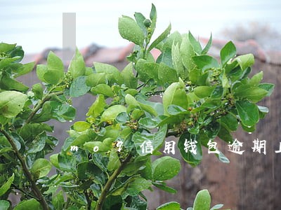 mo9信用钱包逾期上征信吗 mo9信用钱包逾期上征信吗