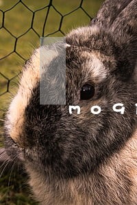 mo9信用钱包逾期十八天 mo9信用钱包逾期十八天