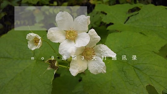 mo9逾期3天打通讯录 mo9逾期3天打通讯录