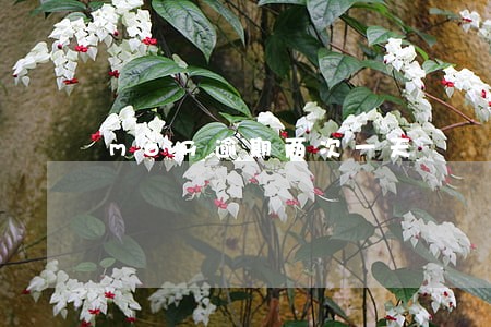 mo9逾期两次一天 mo9逾期两次一天