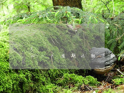 mo9逾期还能下款吗 mo9逾期还能下款吗