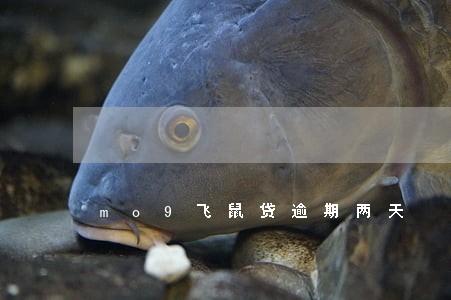mo9飞鼠贷逾期两天