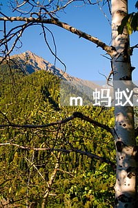 m蚂蚁花呗逾期3天 m蚂蚁花呗逾期3天