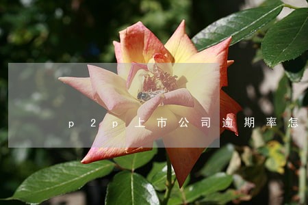 p2p上市公司逾期率怎样查 p2p上市公司逾期率怎样查