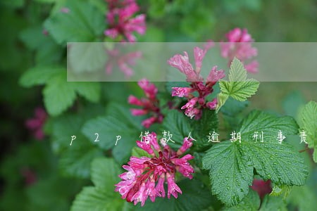 p2p借款人逾期刑事责任 p2p借款人逾期刑事责任