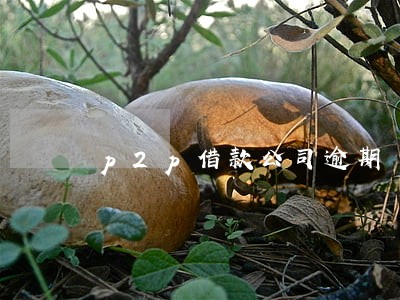 p2p借款公司逾期 p2p借款公司逾期