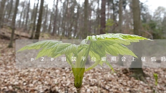 p2p借款平台逾期会上征信吗 p2p借款平台逾期会上征信吗