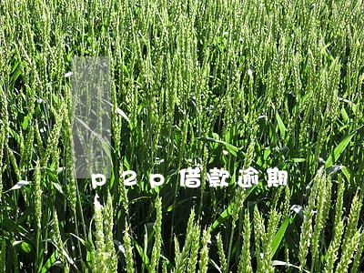 p2p借款逾期 p2p借款逾期