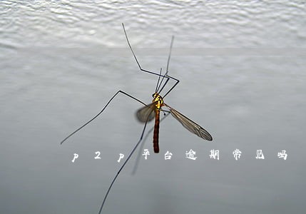 p2p平台逾期常见吗