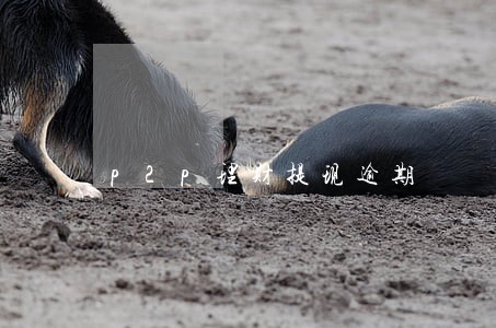 p2p理财提现逾期 p2p理财提现逾期