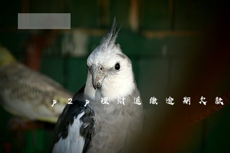 p2p理财追缴逾期欠款范文 p2p理财追缴逾期欠款范文