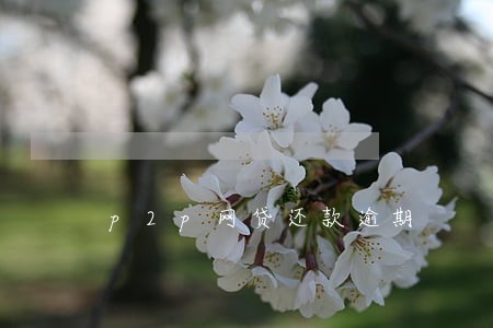 p2p网贷还款逾期 p2p网贷还款逾期
