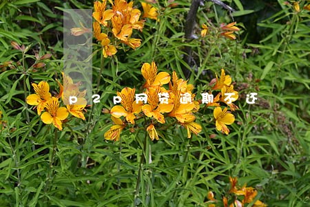 p2p网贷逾期不还 p2p网贷逾期不还
