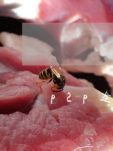 p2p逾期会上门催收 p2p逾期会上门催收