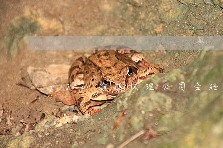 p2p逾期保理公司会赔吗 p2p逾期保理公司会赔吗
