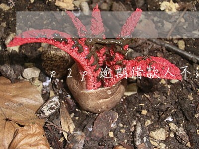 p2p逾期借款人不还钱 p2p逾期借款人不还钱
