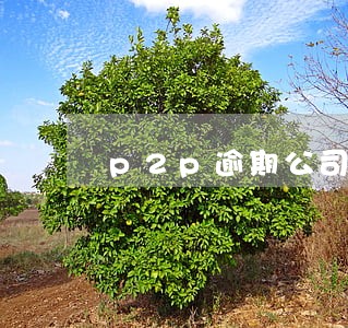 p2p逾期公司招聘 p2p逾期公司招聘