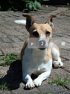 p2p逾期分析报告怎么写 p2p逾期分析报告怎么写