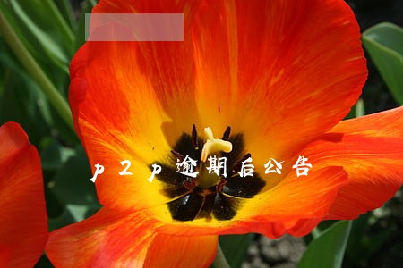 p2p逾期后公告 p2p逾期后公告