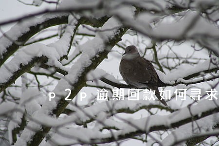 p2p逾期回款如何寻求法律 p2p逾期回款如何寻求法律