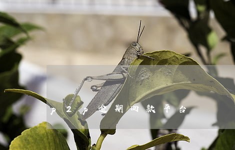 p2p逾期回款平台 p2p逾期回款平台