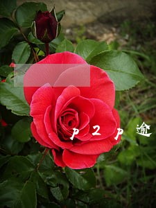 p2p逾期投诉到那里 p2p逾期投诉到那里
