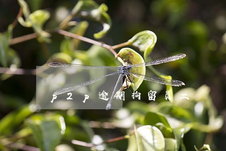 p2p逾期拘留员工 p2p逾期拘留员工
