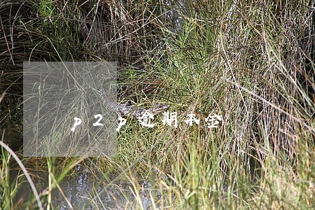 p2p逾期本金 p2p逾期本金