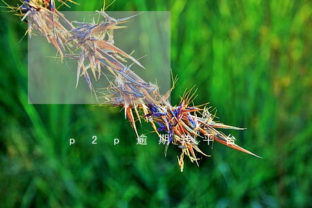 p2p逾期转平台 p2p逾期转平台