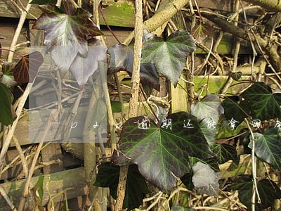 p2p逾期还能拿回本金吗 p2p逾期还能拿回本金吗