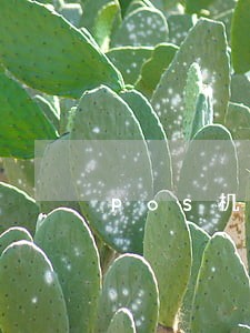 pos机刷卡不逾期