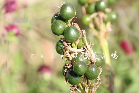rush销售违法吗