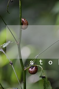 sto的中国法律困境 sto的中国法律困境