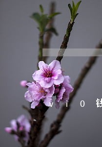 vi0钱包逾期该怎么办 vi0钱包逾期该怎么办