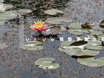 vivo钱包逾期3天 vivo钱包逾期3天