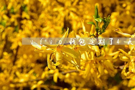 vivo钱包逾期了4天了怎么办 vivo钱包逾期了4天了怎么办