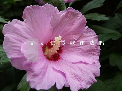 xx信贷款违法吗 xx信贷款违法吗