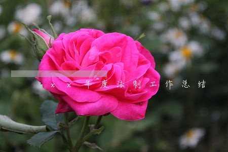 xx年度法制工作总结