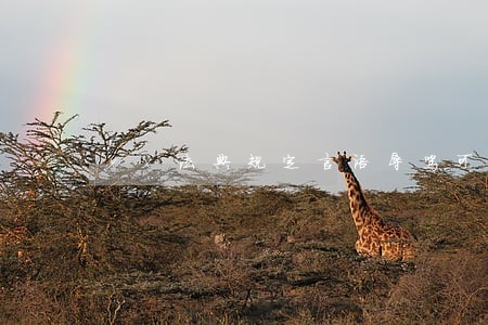 xx法典规定言语辱骂可以报警吗 xx法典规定言语辱骂可以报警吗