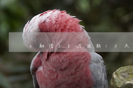 x融借28万逾期10天 x融借28万逾期10天