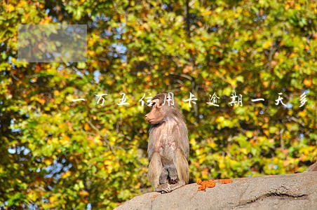 一万五信用卡逾期一天多少钱 一万五信用卡逾期一天多少钱