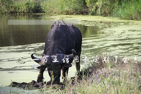 一万五信用卡逾期了会怎么样 一万五信用卡逾期了会怎么样
