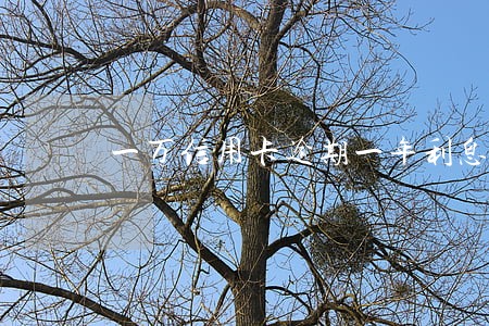 一万信用卡逾期一年利息 一万信用卡逾期一年利息