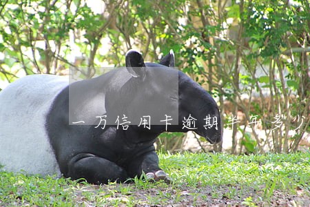 一万信用卡逾期半年多少利息