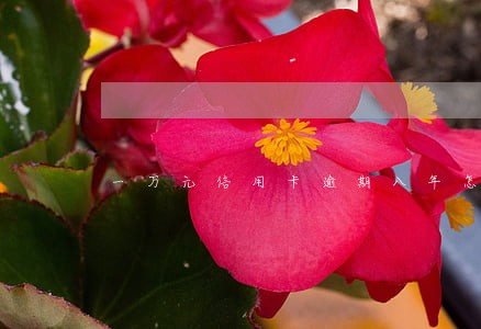 一万元信用卡逾期八年怎么办 一万元信用卡逾期八年怎么办