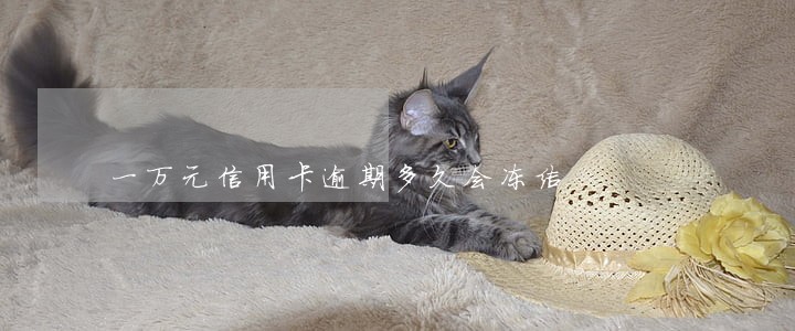 一万元信用卡逾期多久会冻结 一万元信用卡逾期多久会冻结